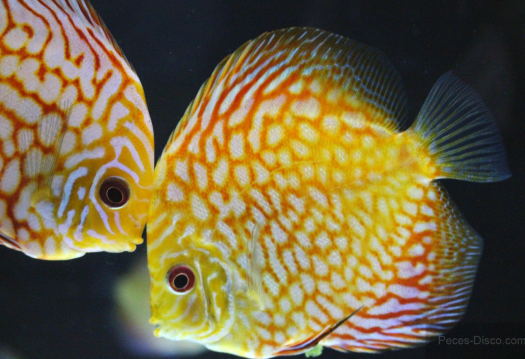 Checkerboard Discus